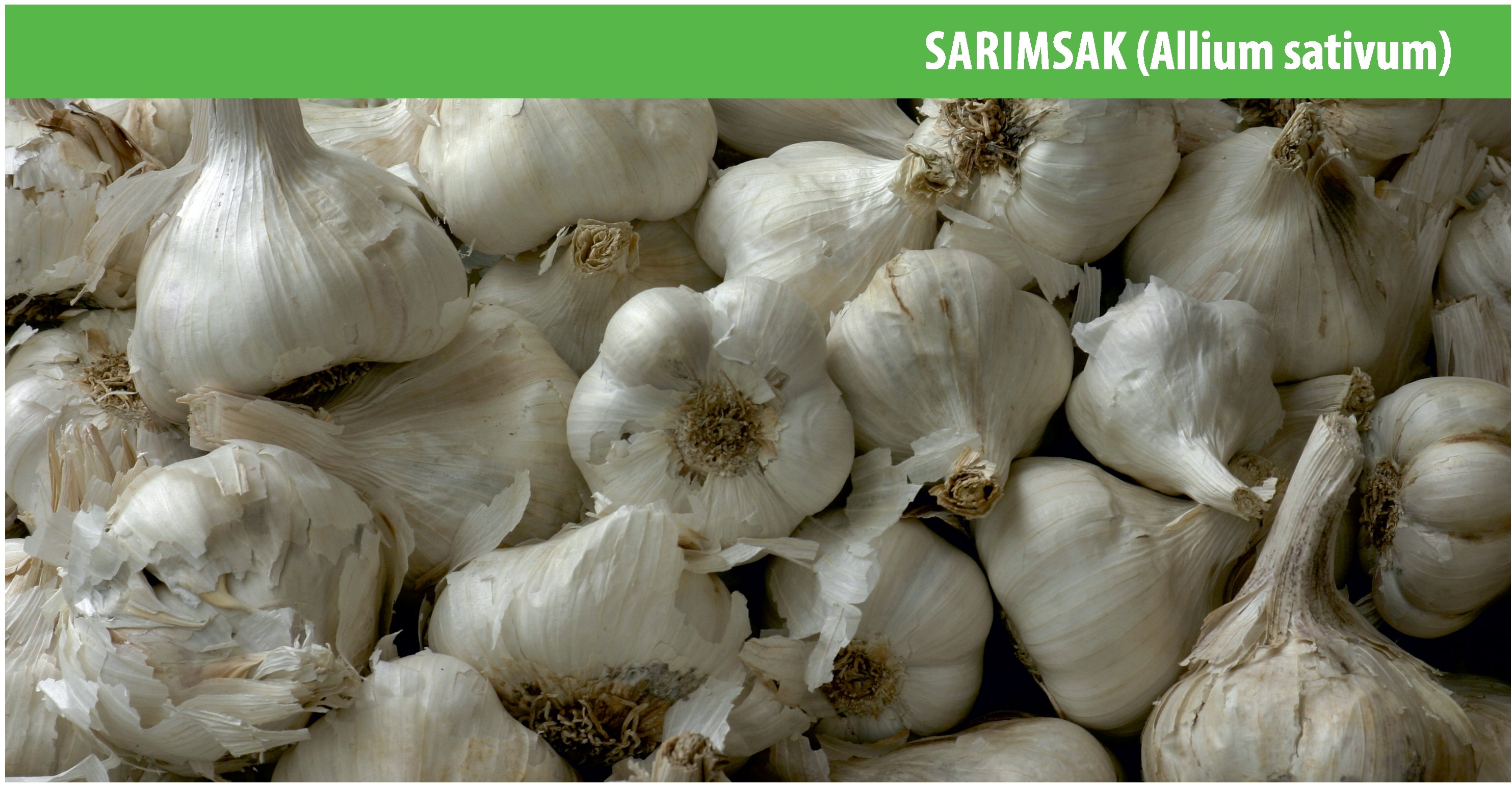Sarımsak