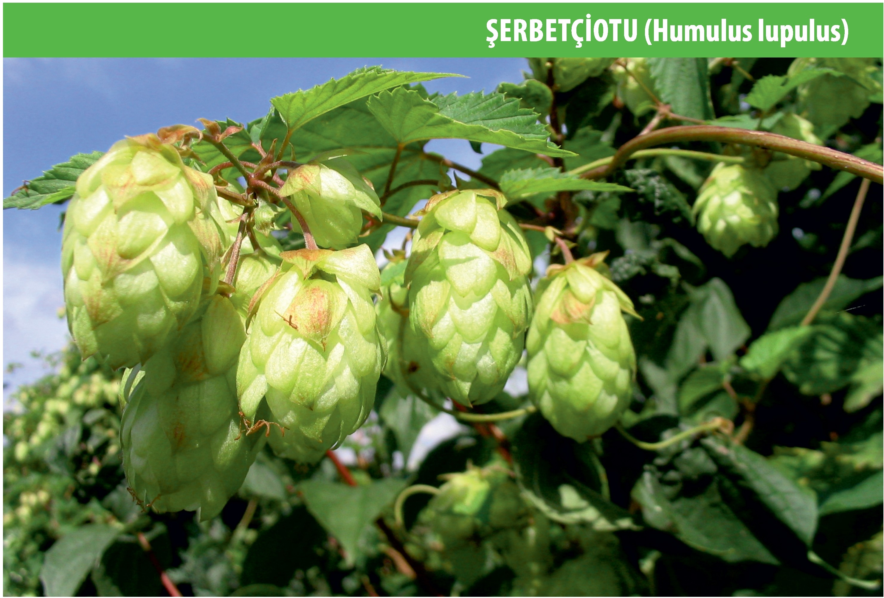 Şerbetçiotu