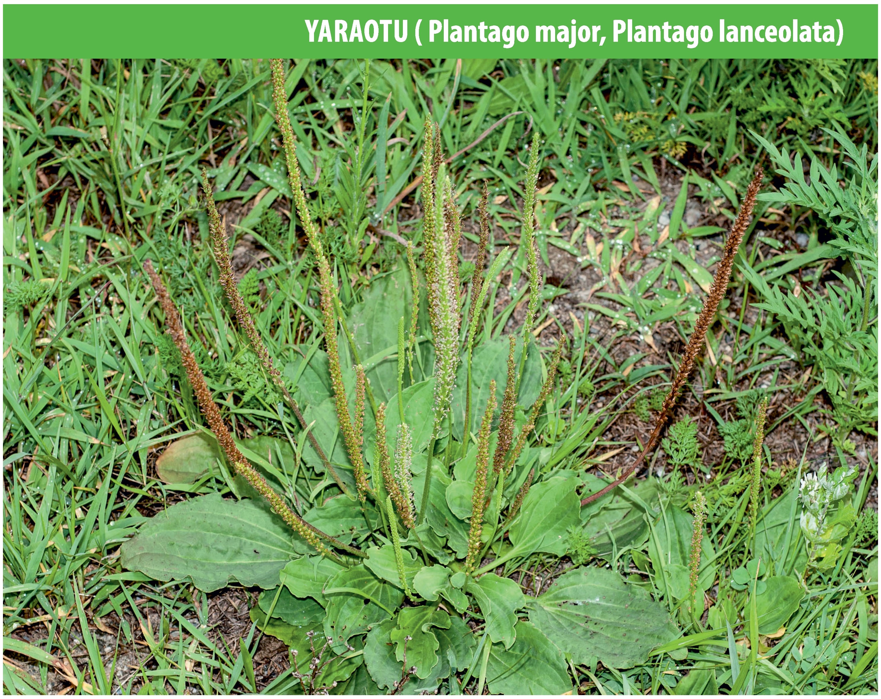 Yaraotu