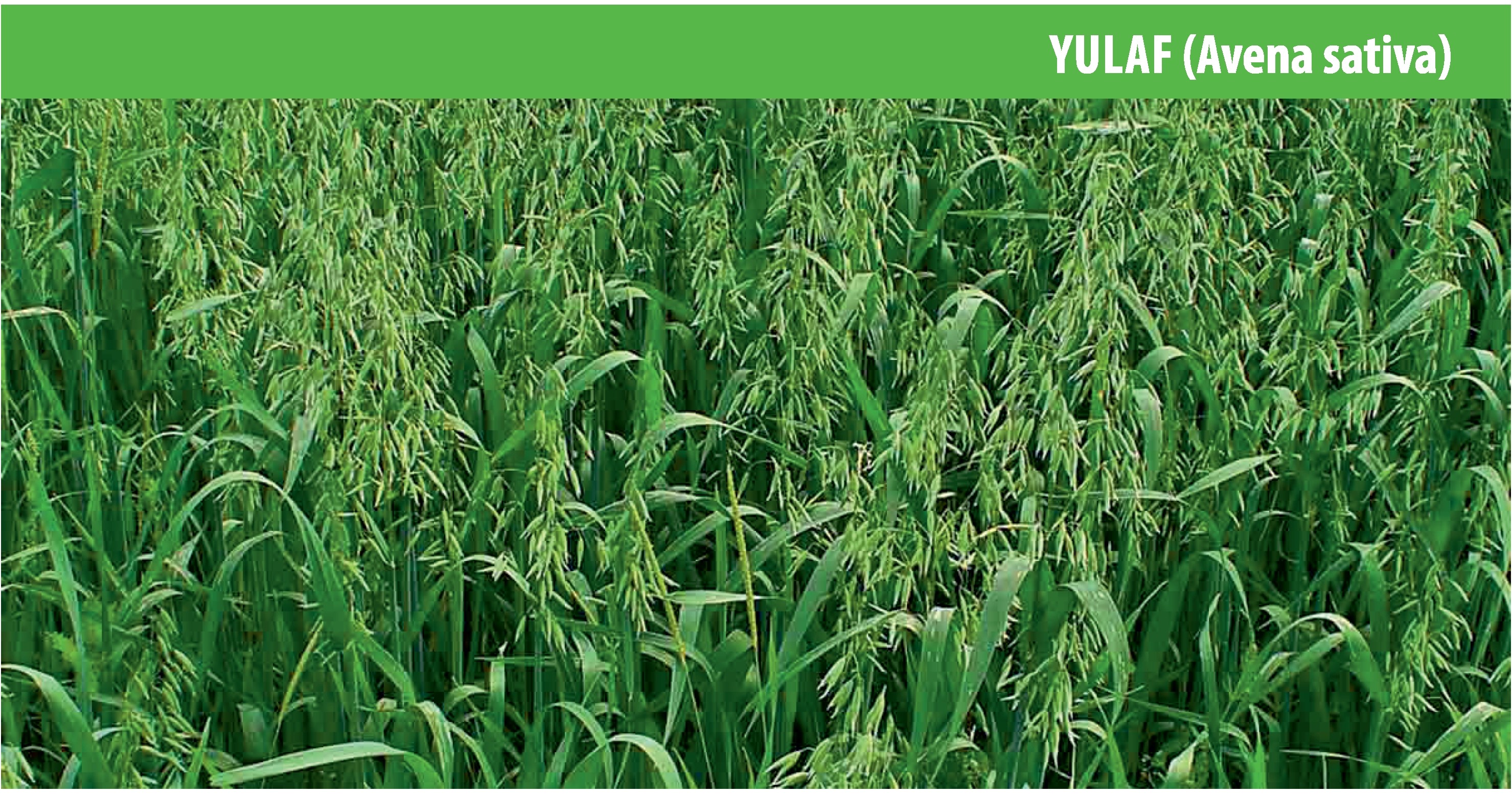 Yulaf