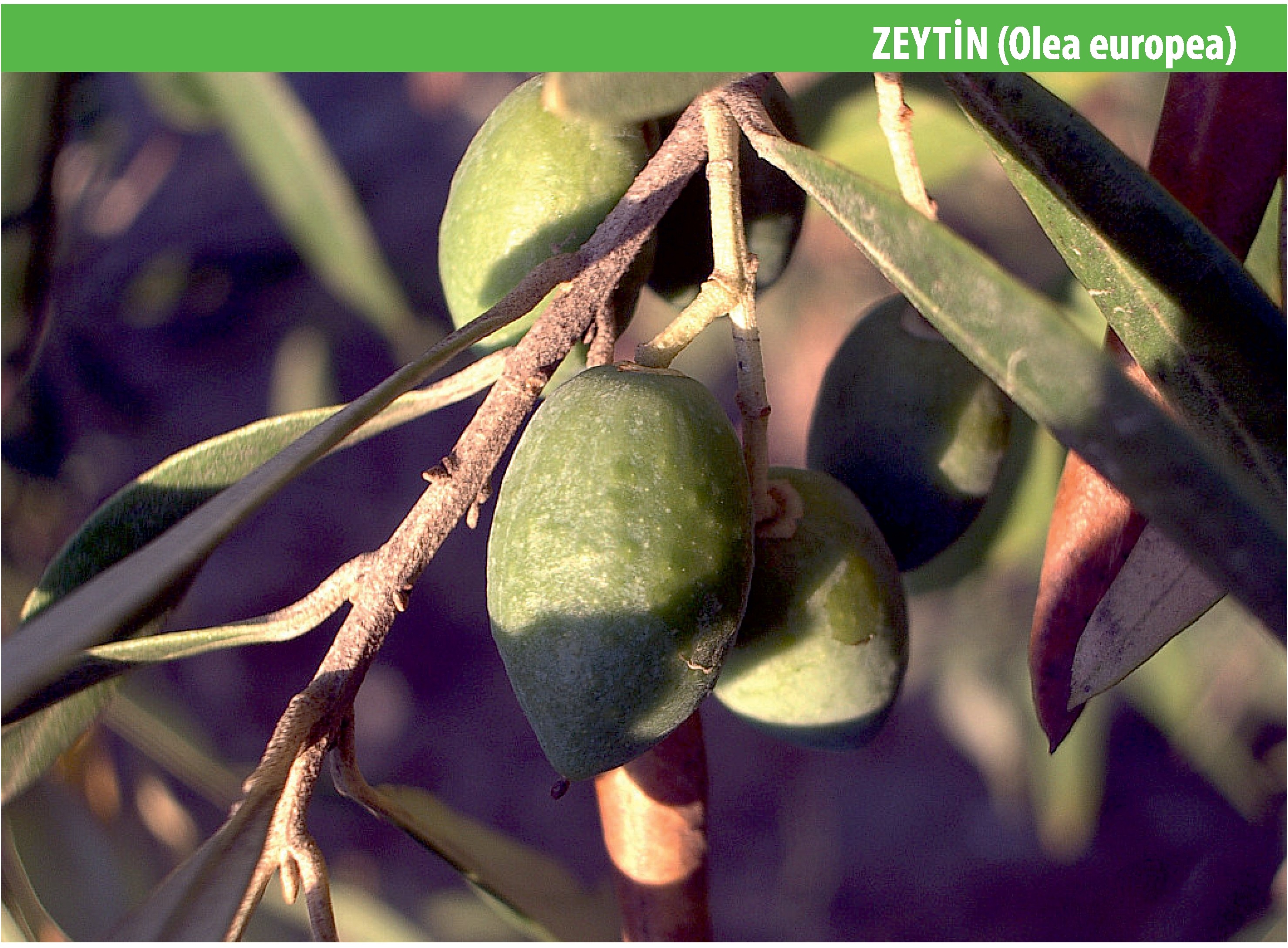 Zeytin