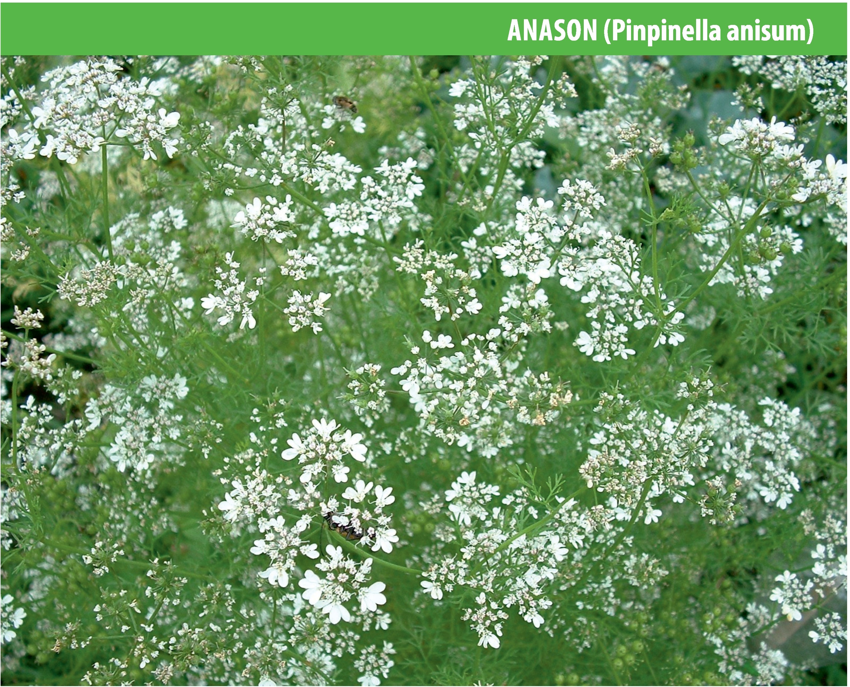 Anason