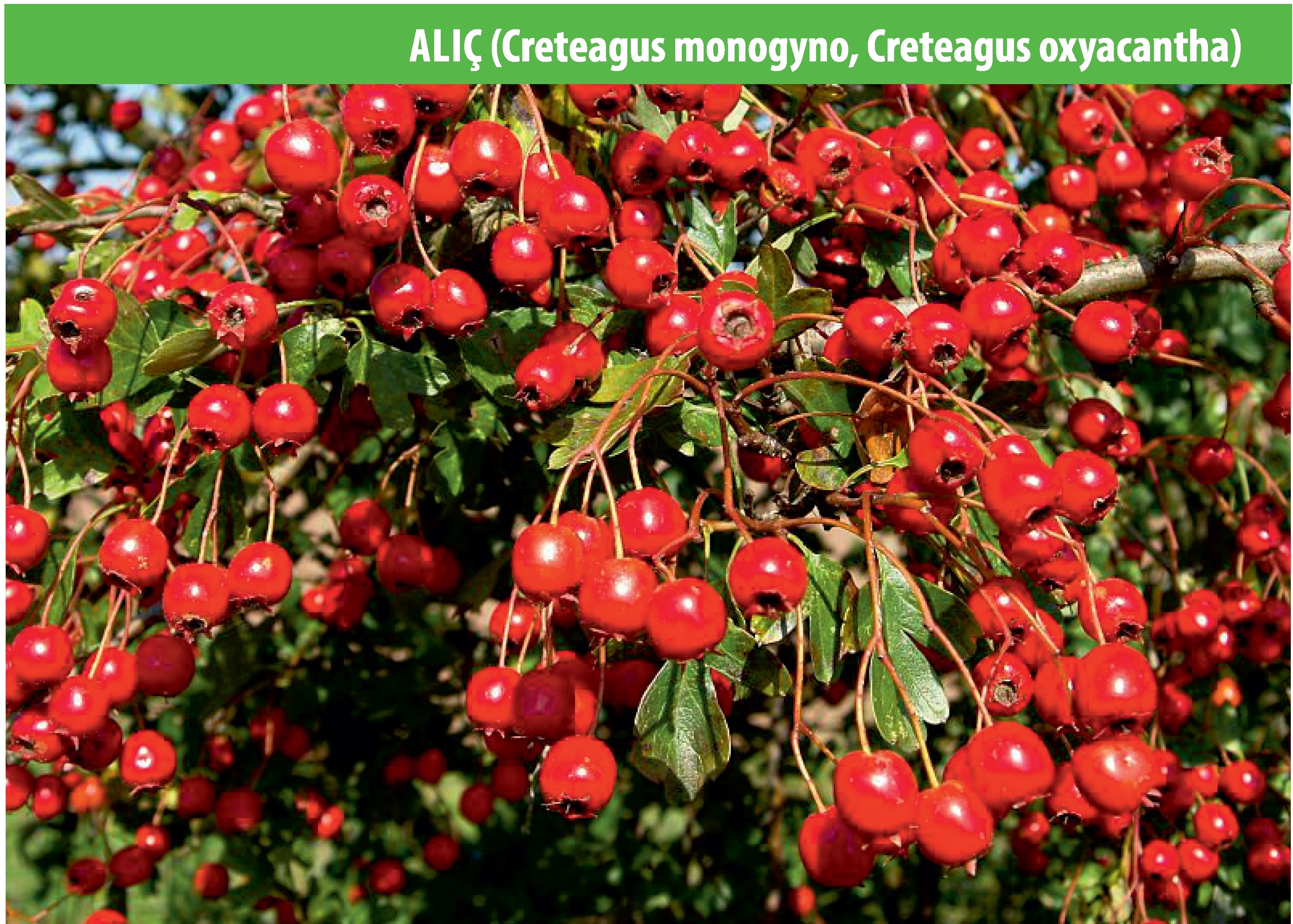Alıç