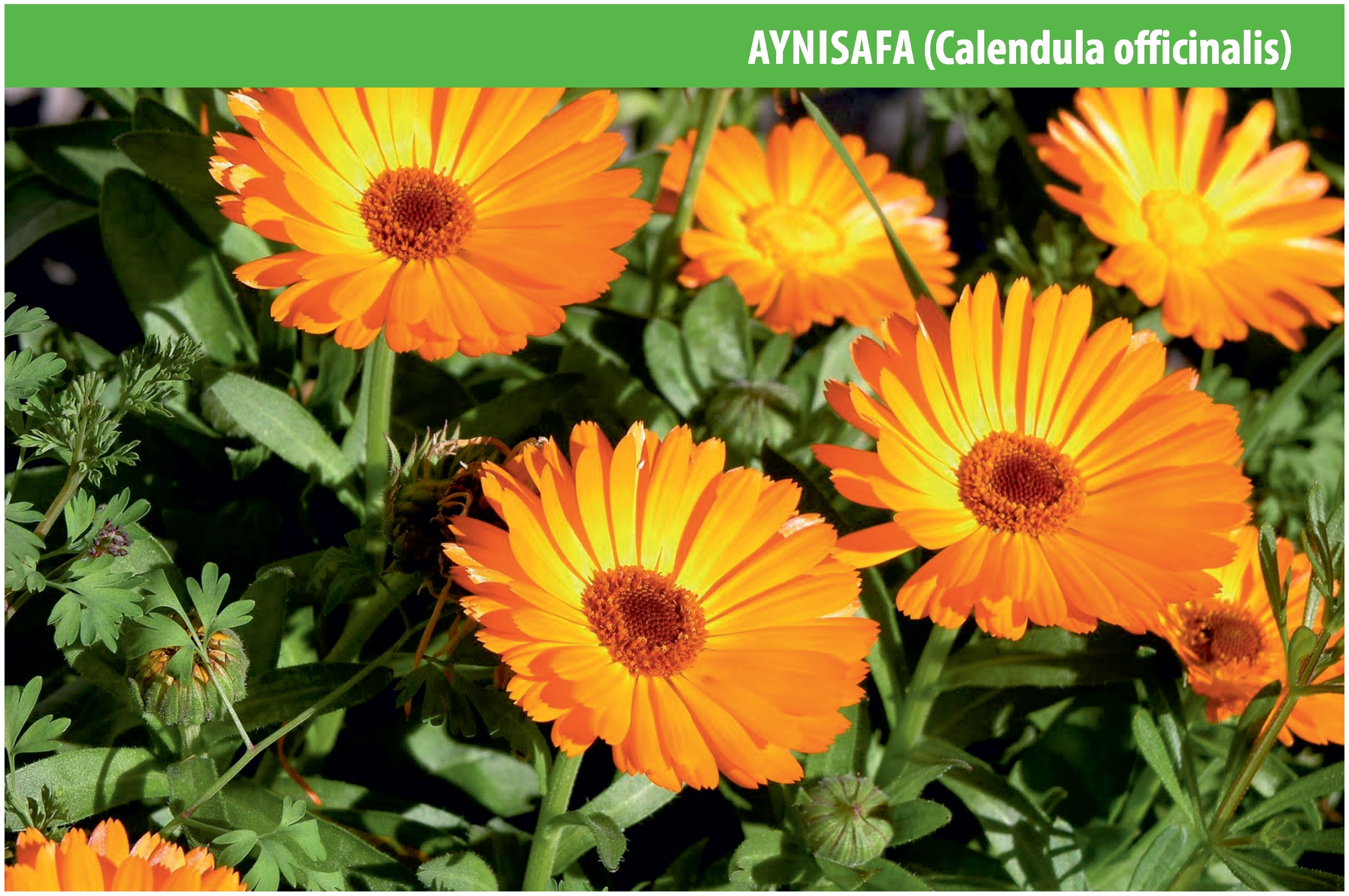 Aynısafa