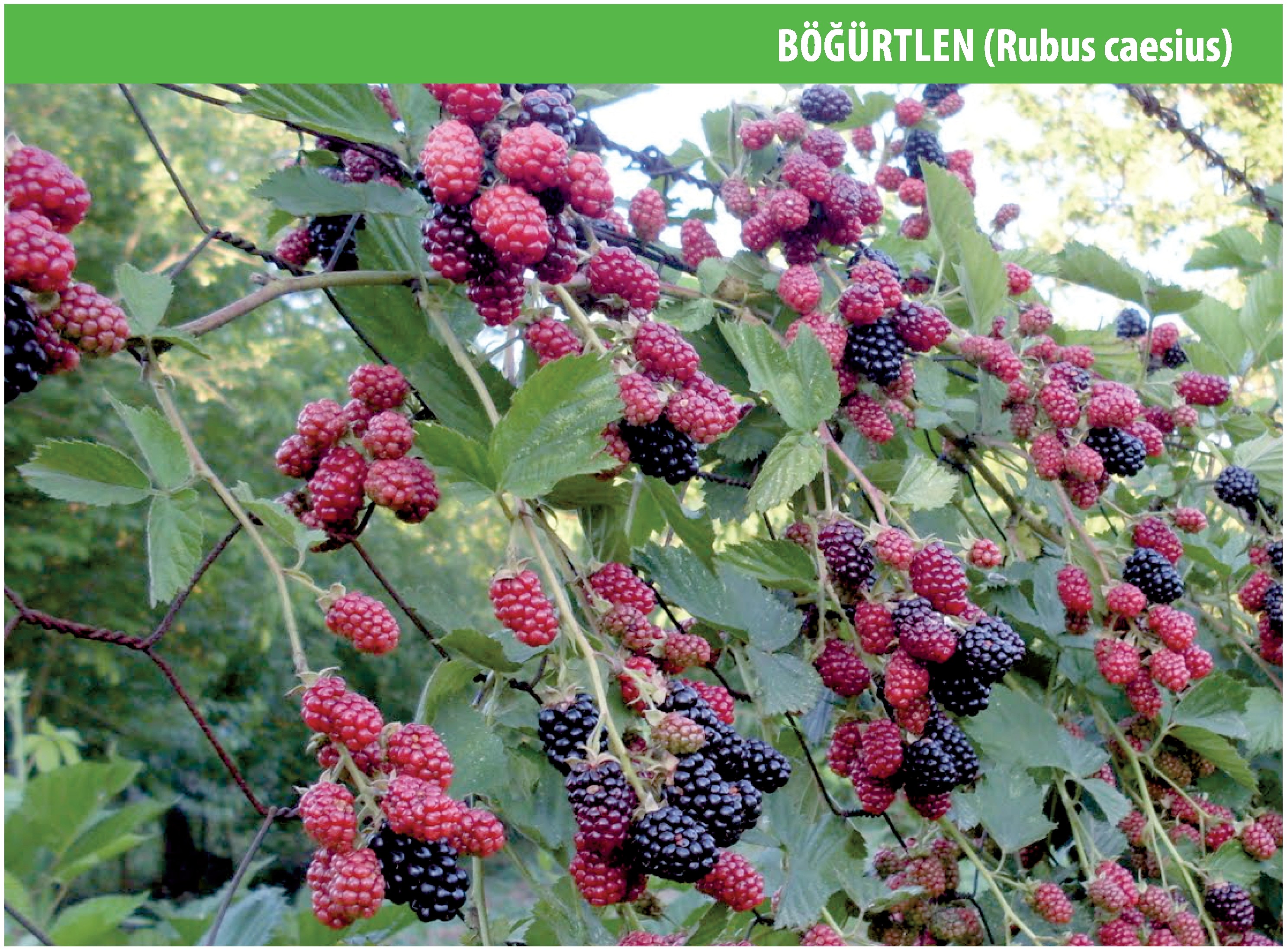 Böğürtlen