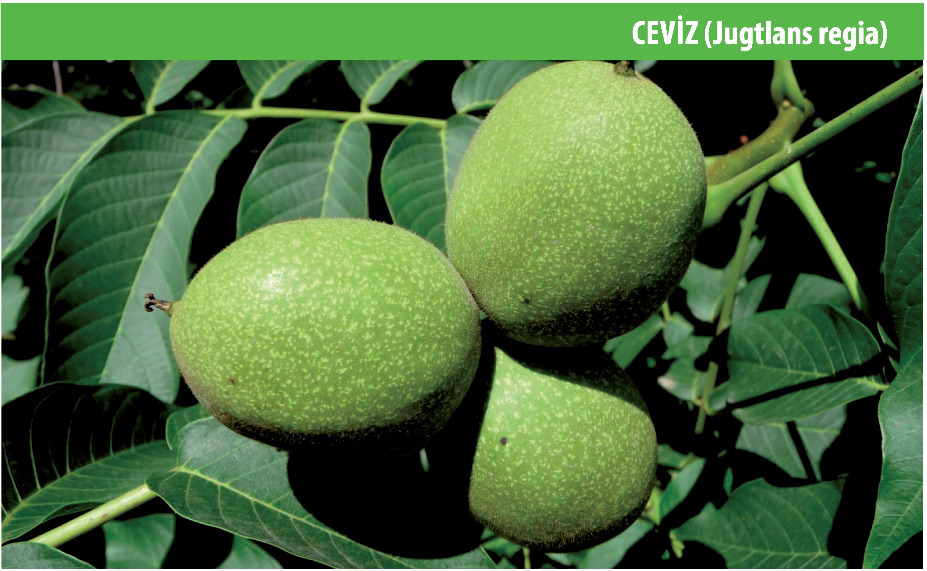 Ceviz