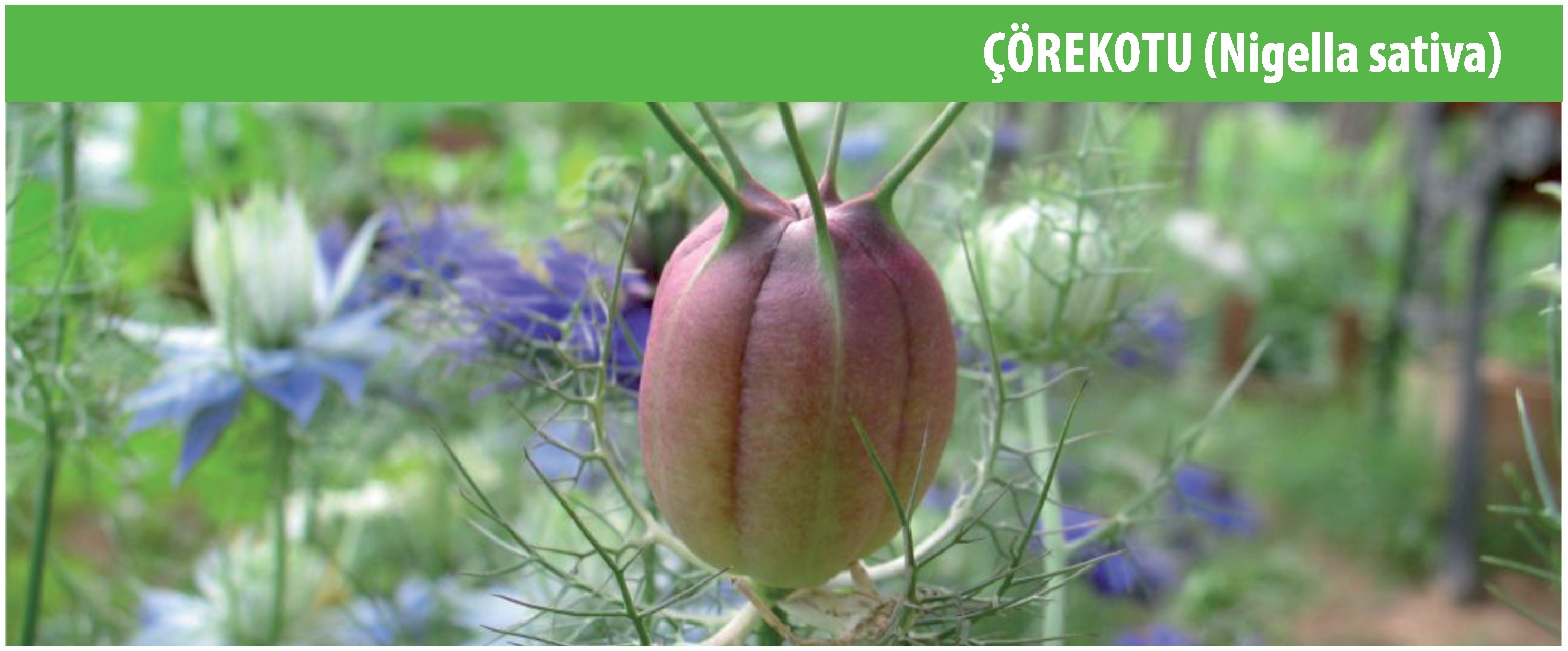 Çörekotu