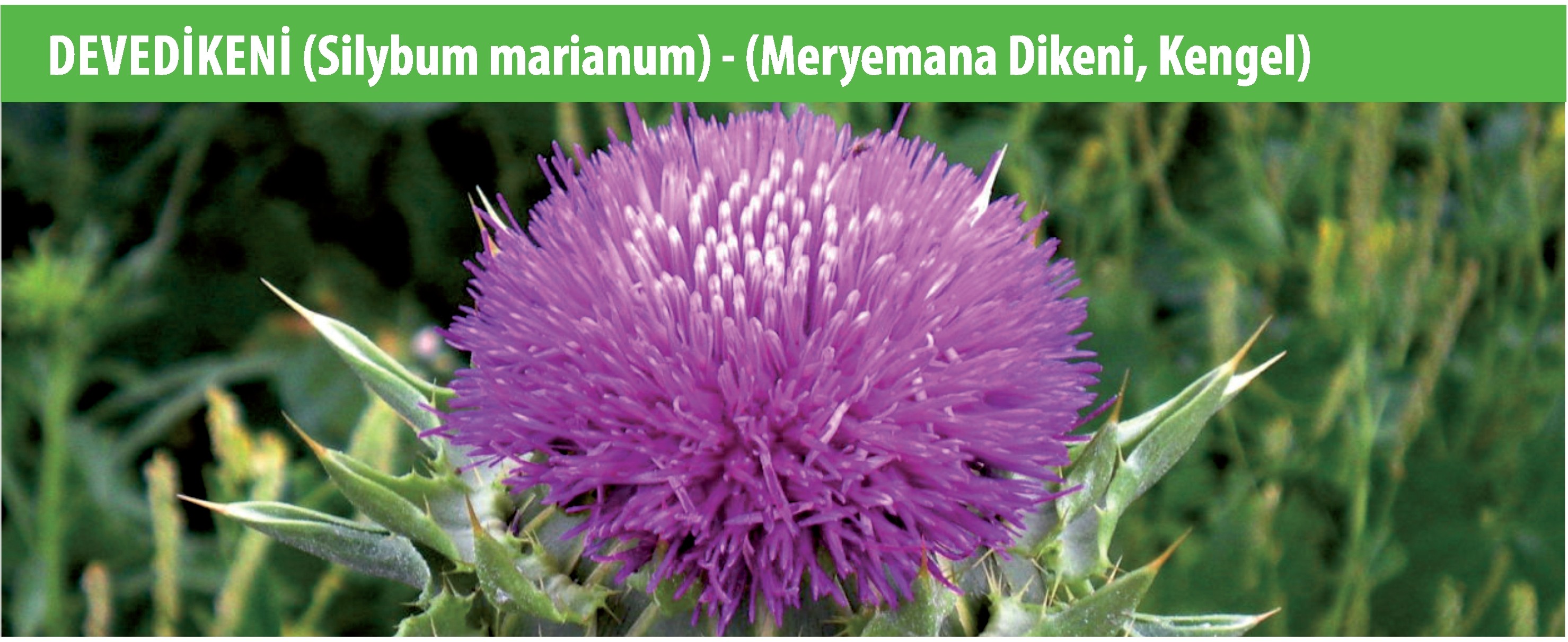 Devedikeni