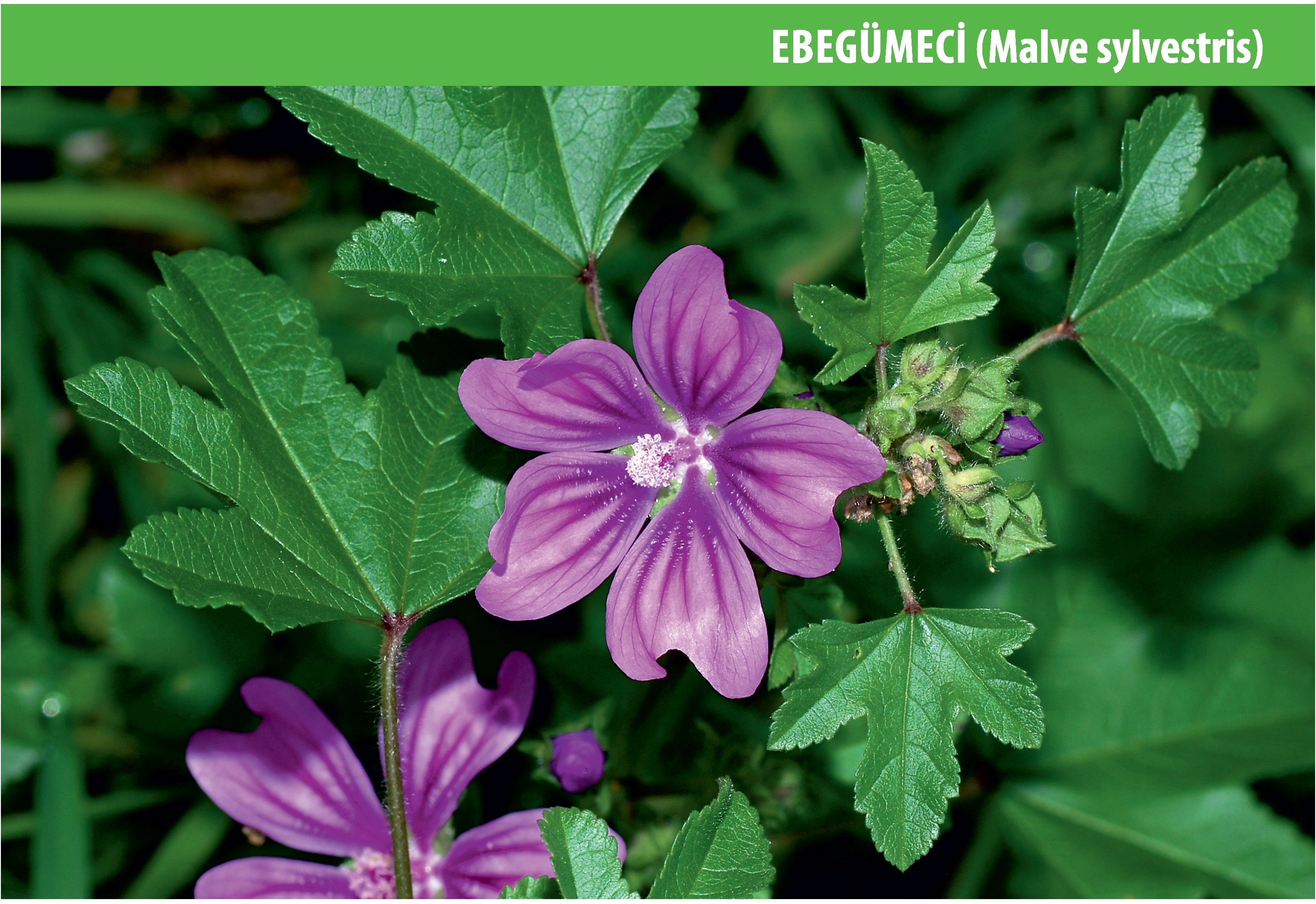 Ebegümeci